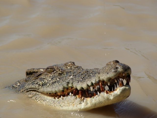 Australian Crocodile