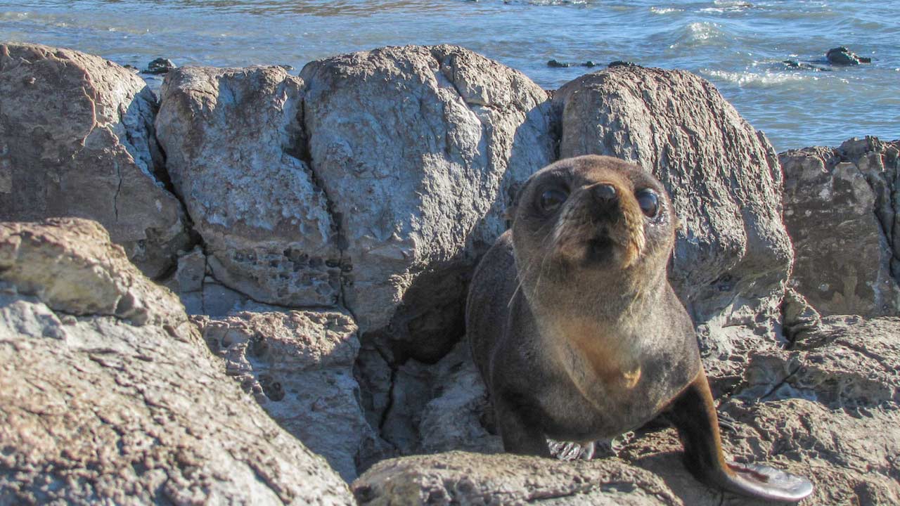 A close up of a seal sitting on a rock near water