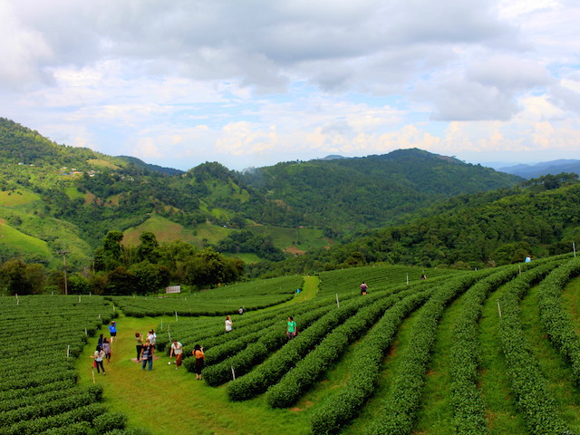 Tea plantations surrounded by lush green mountains in northern Thailand
