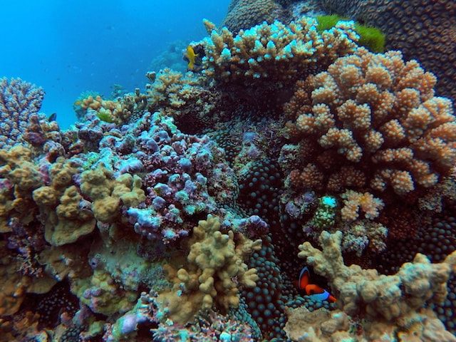 Beautiful coral underwater at the Great Barrier Reef