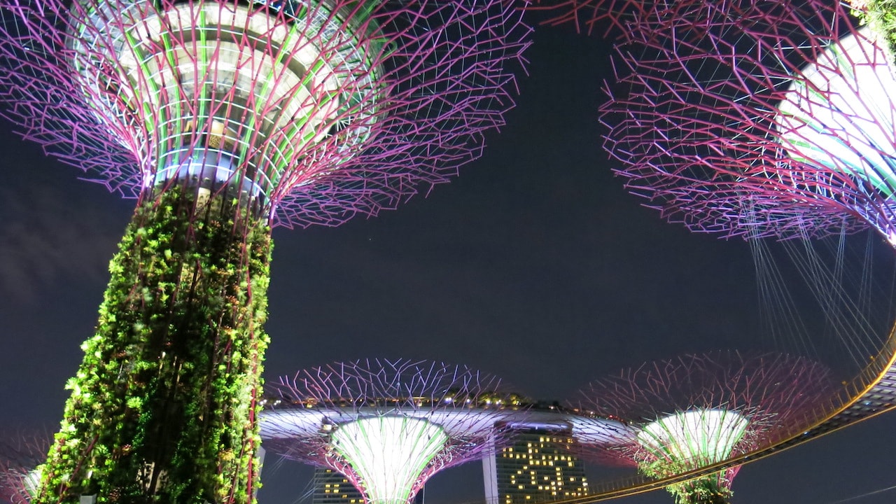 Colorfully illuminated Supertrees in Singapore at night
