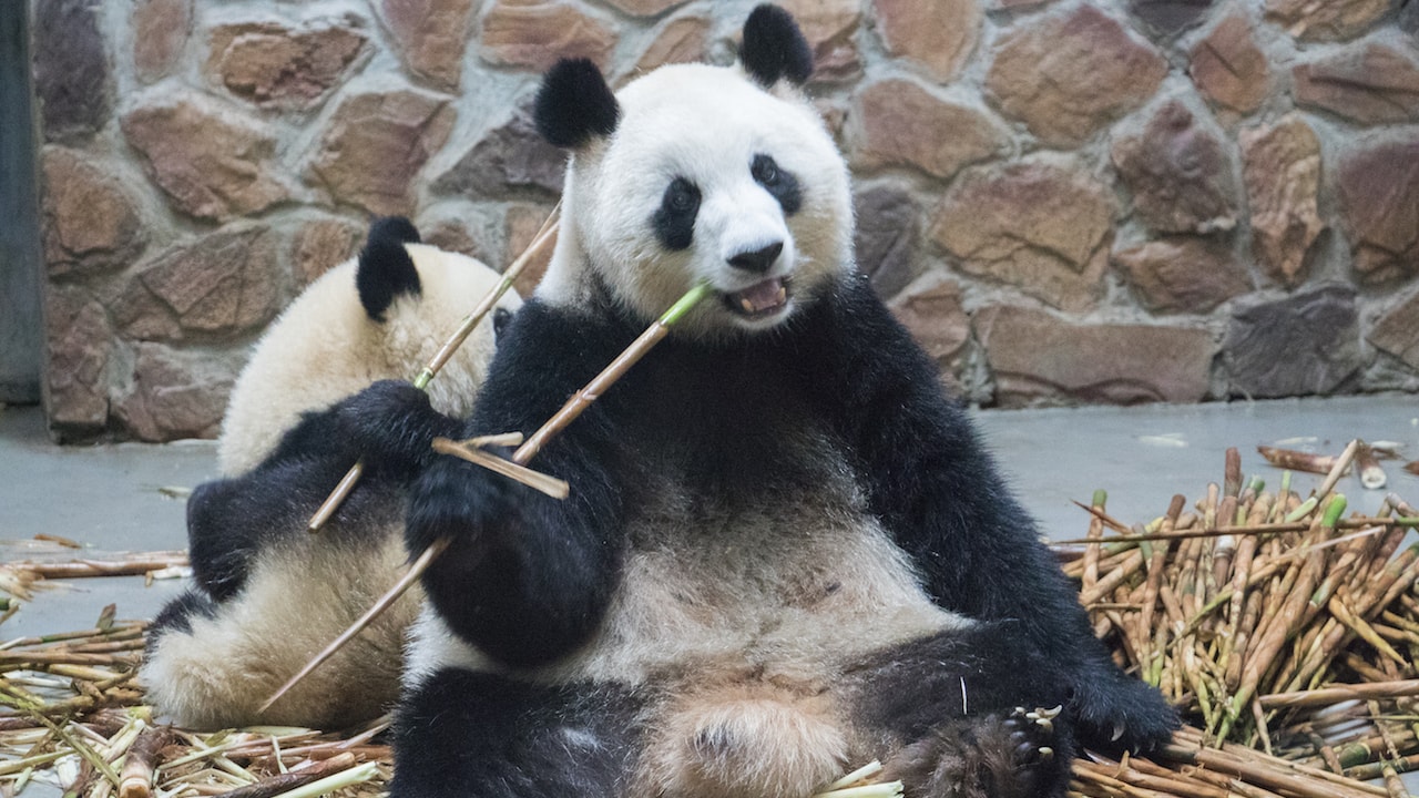 Panda eating bamboo at Chengdu Panda Base