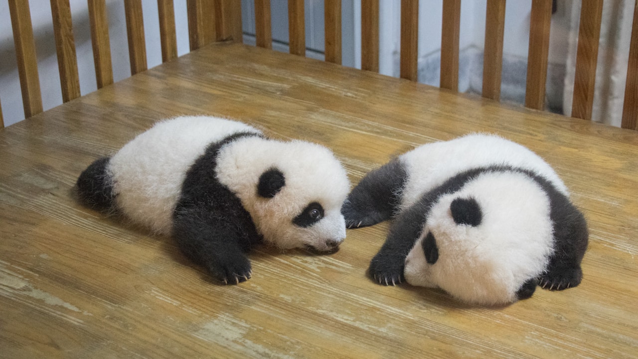 Two baby pandas at Chengdu Panda Base