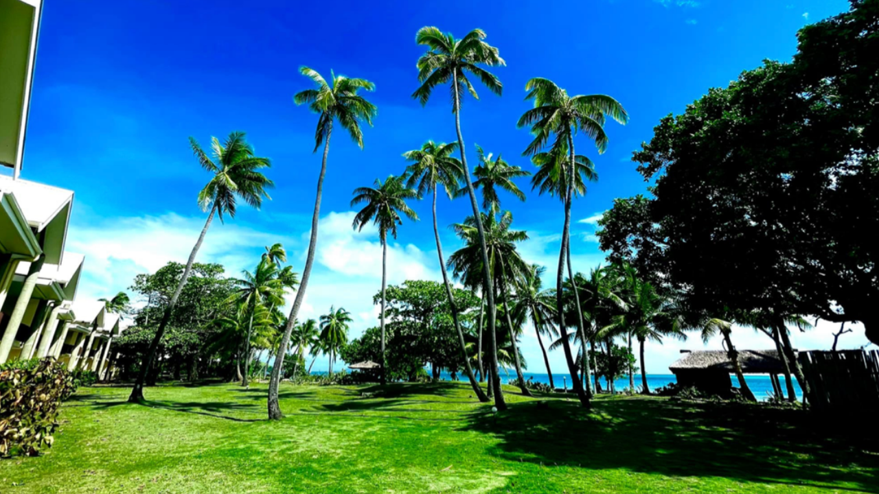 Resort Palm Trees